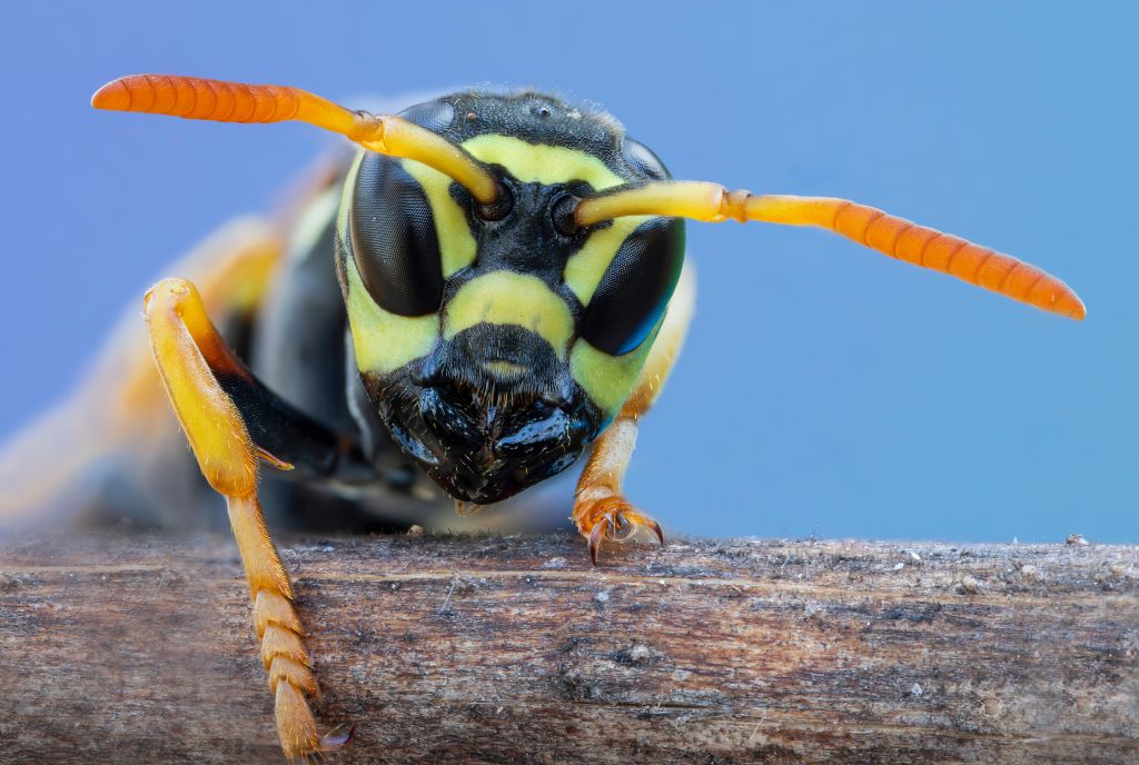 Vespidae: Polistes semenowi